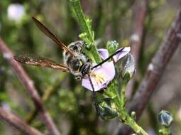 Image of Cyanothamnus coerulescens subsp. coerulescens