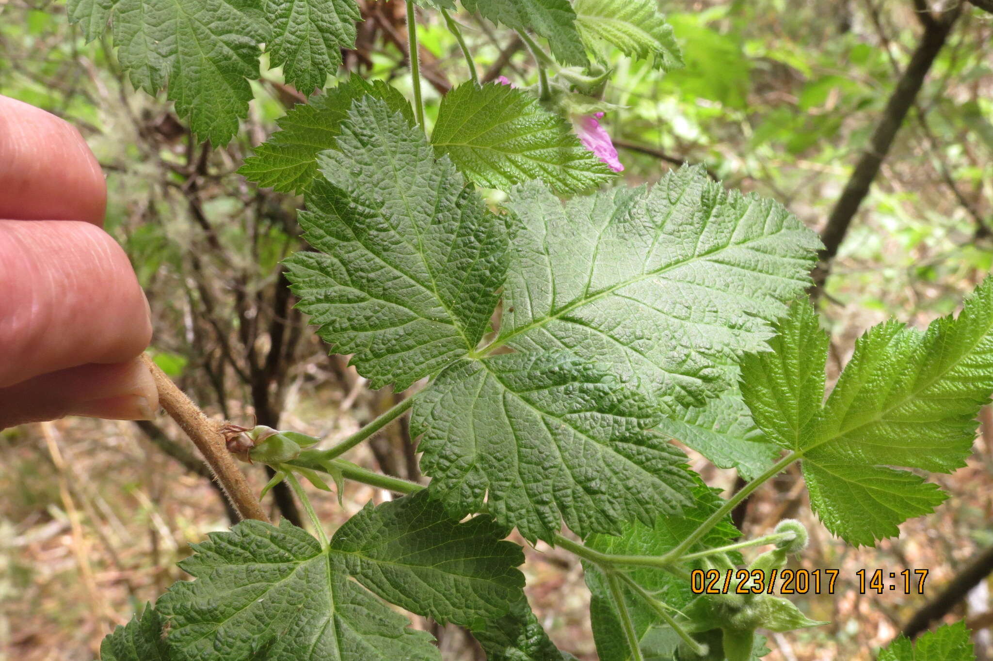 Слика од Rubus hawaiensis A. Gray