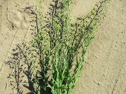 Image of false flax