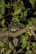 Image of Indian Giant Flying Squirrel