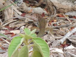 Image of YucatanWhiptail