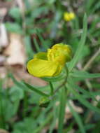 Image of Goldilocks Buttercup