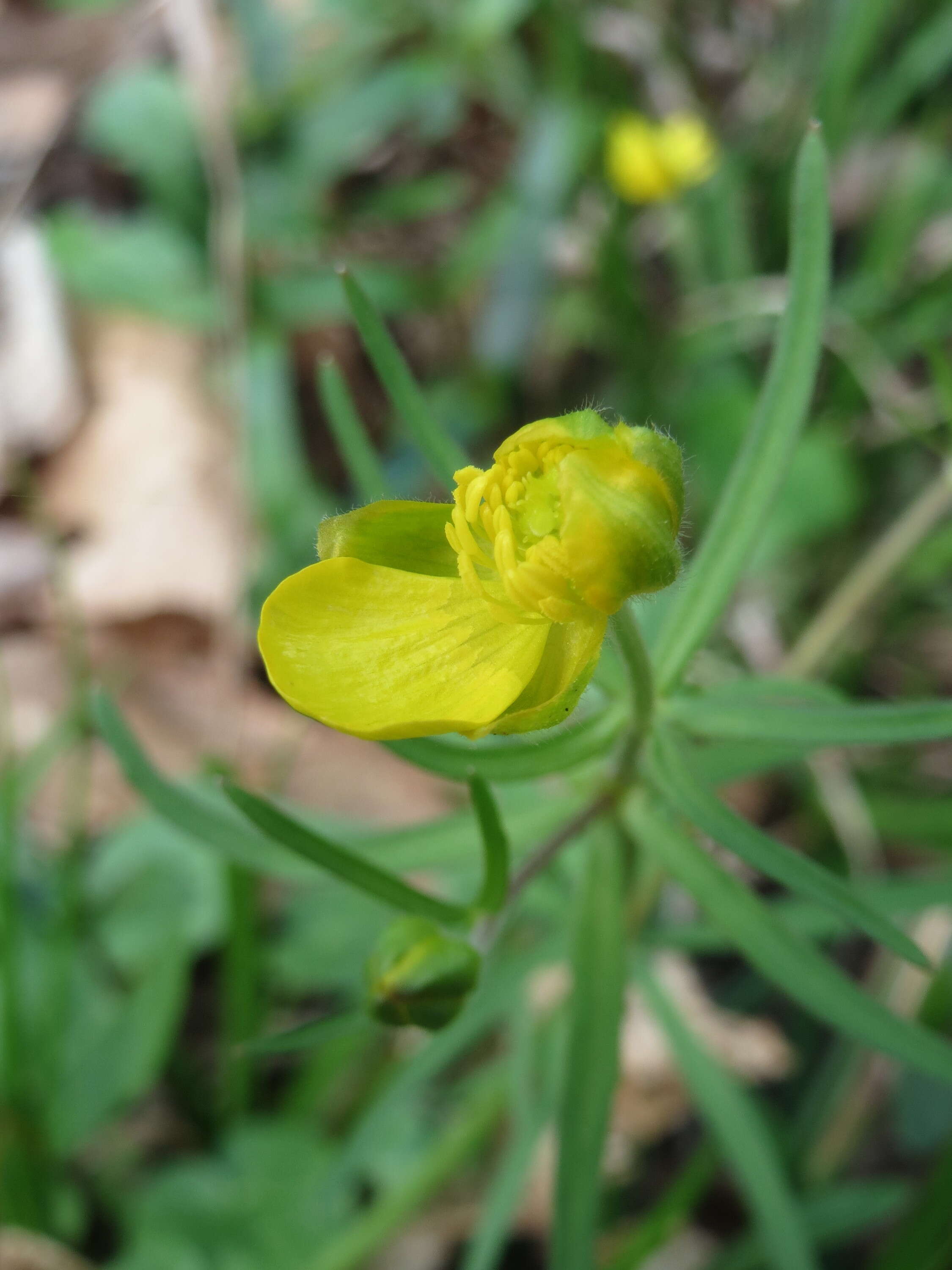 Image of Goldilocks Buttercup