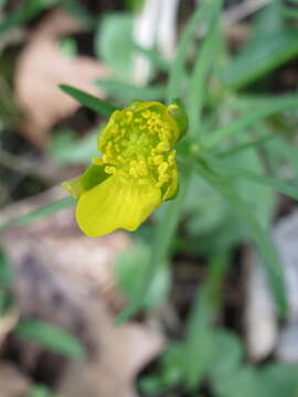 Image of Goldilocks Buttercup