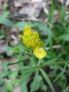 Image of Goldilocks Buttercup