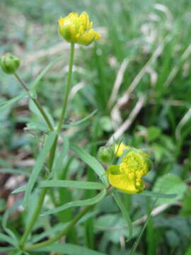 Image of Goldilocks Buttercup