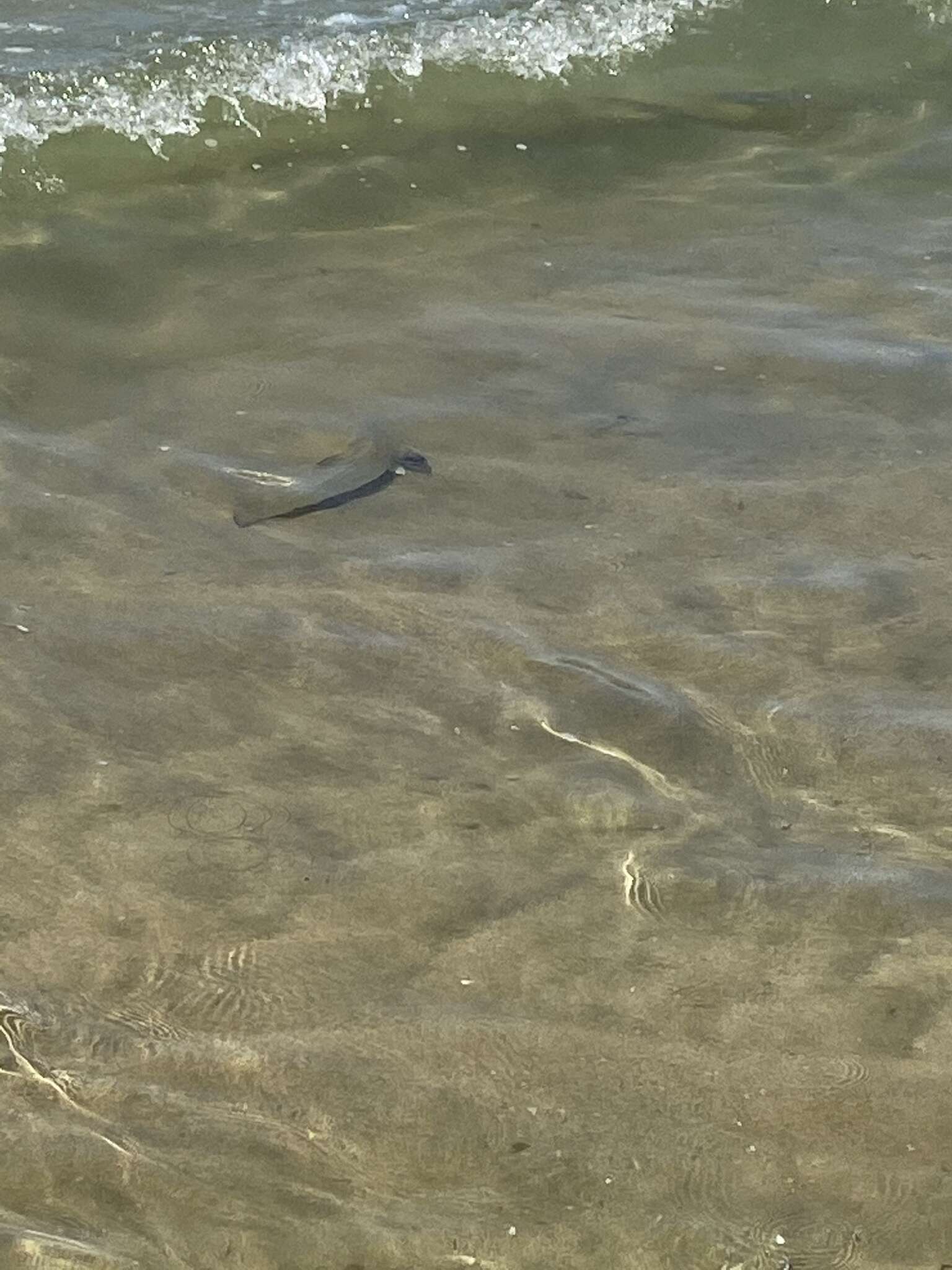 Image of California corbina