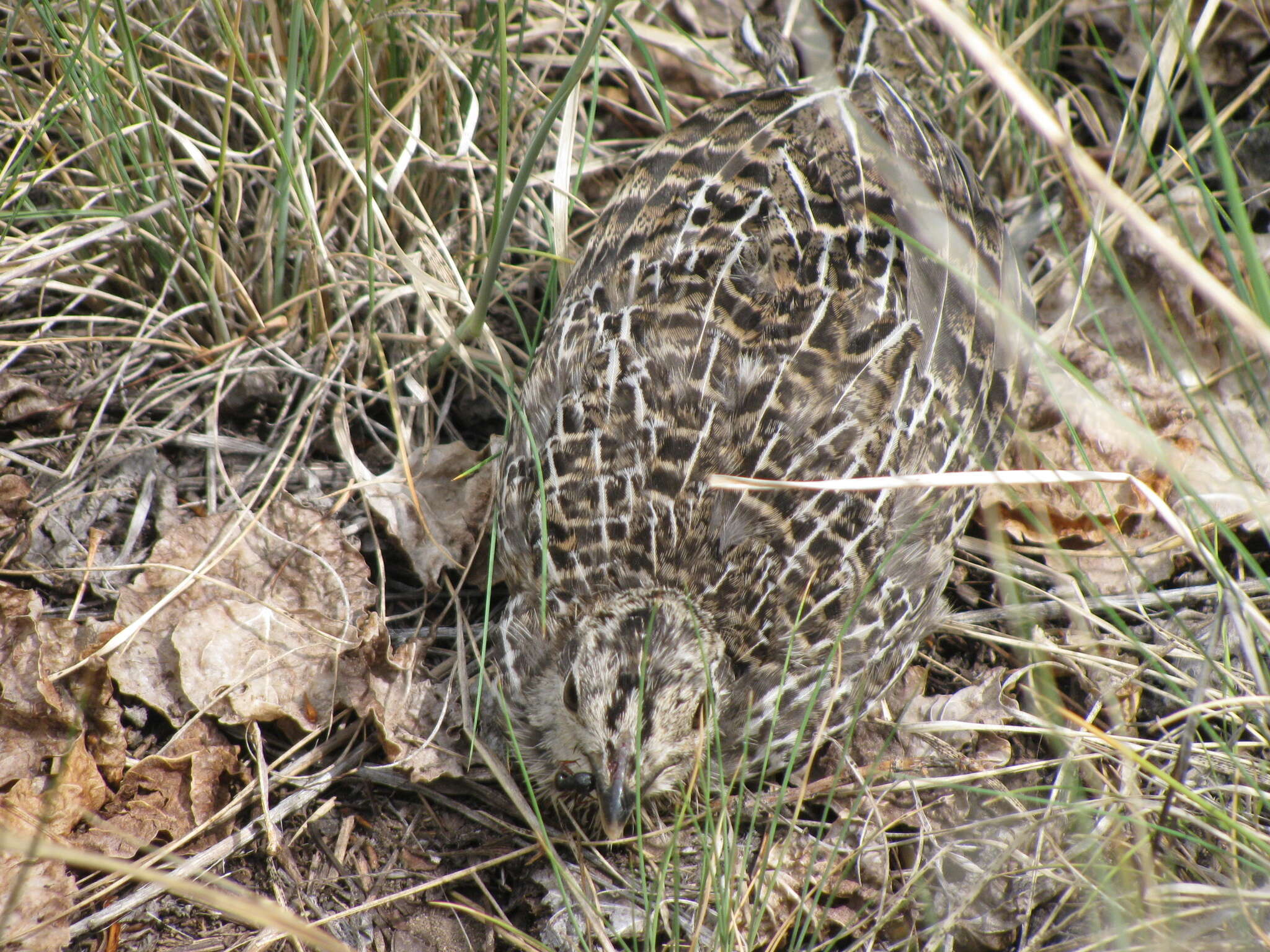 Image of Dusky Grouse