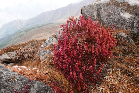 Image of Bistorta vacciniifolia (Wall. ex Meisner) Greene