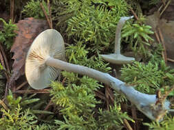 Image of Clitocybe metachroa (Fr.) P. Kumm. 1871