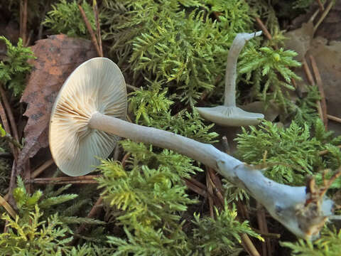 Image of Clitocybe metachroa (Fr.) P. Kumm. 1871