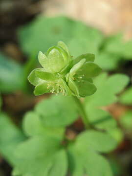 Image of adoxa