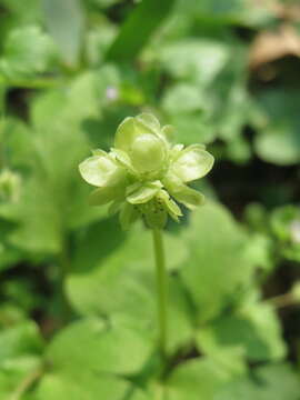 Image of adoxa