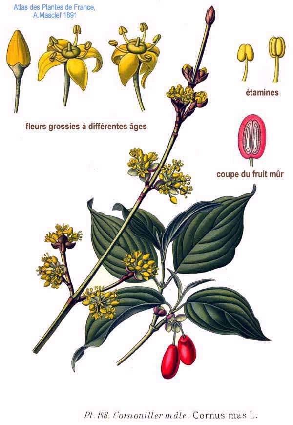 Image of Cornelian cherry dogwood