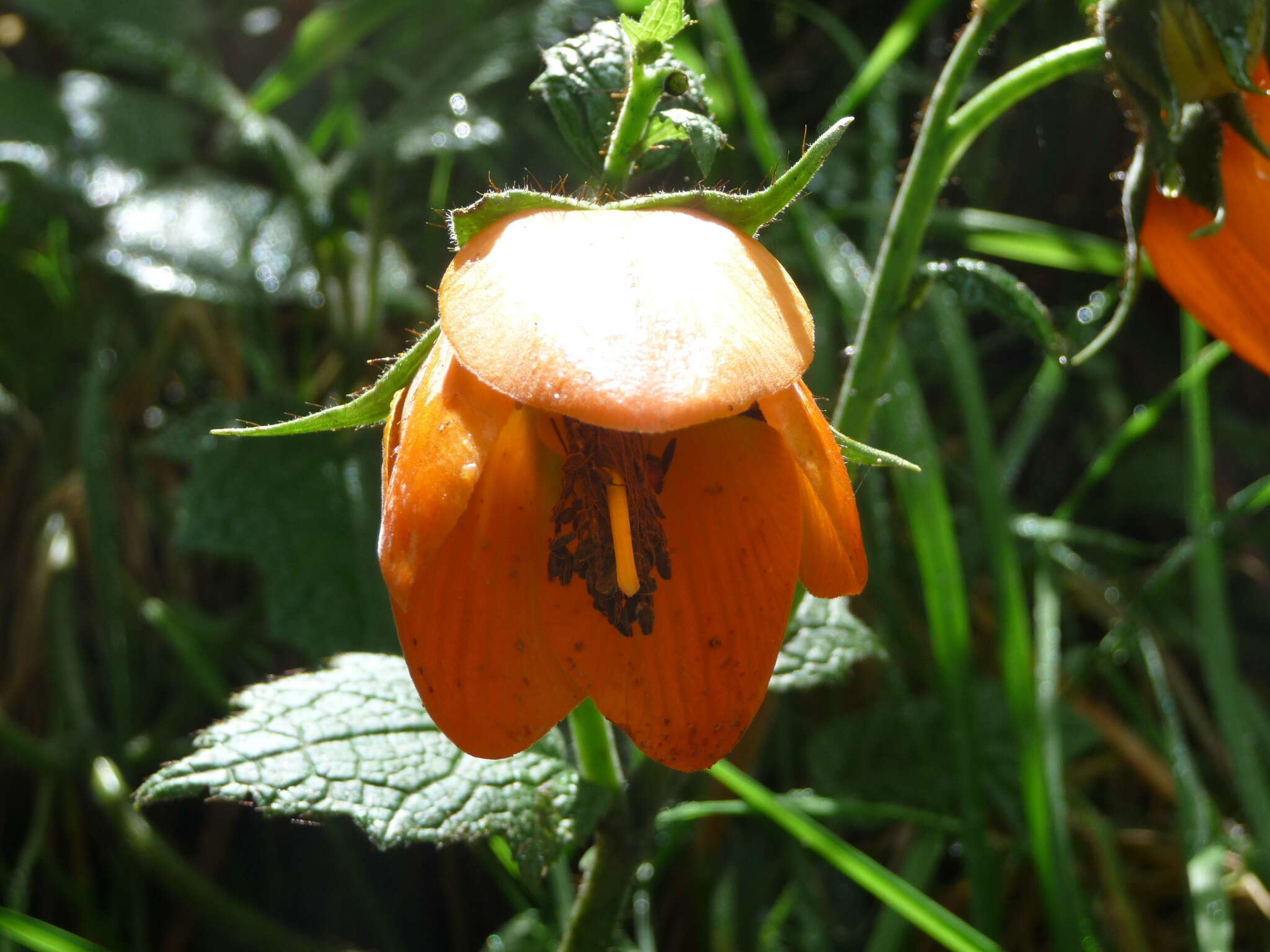 Nasa grandiflora (Lam.) Weigend resmi