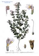 Imagem de Euphrasia officinalis subsp. officinalis