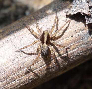 Image of Pardosa lugubris (Walckenaer 1802)