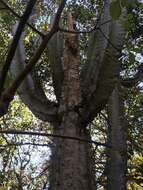 Image of Cereus vargasianus Cárdenas