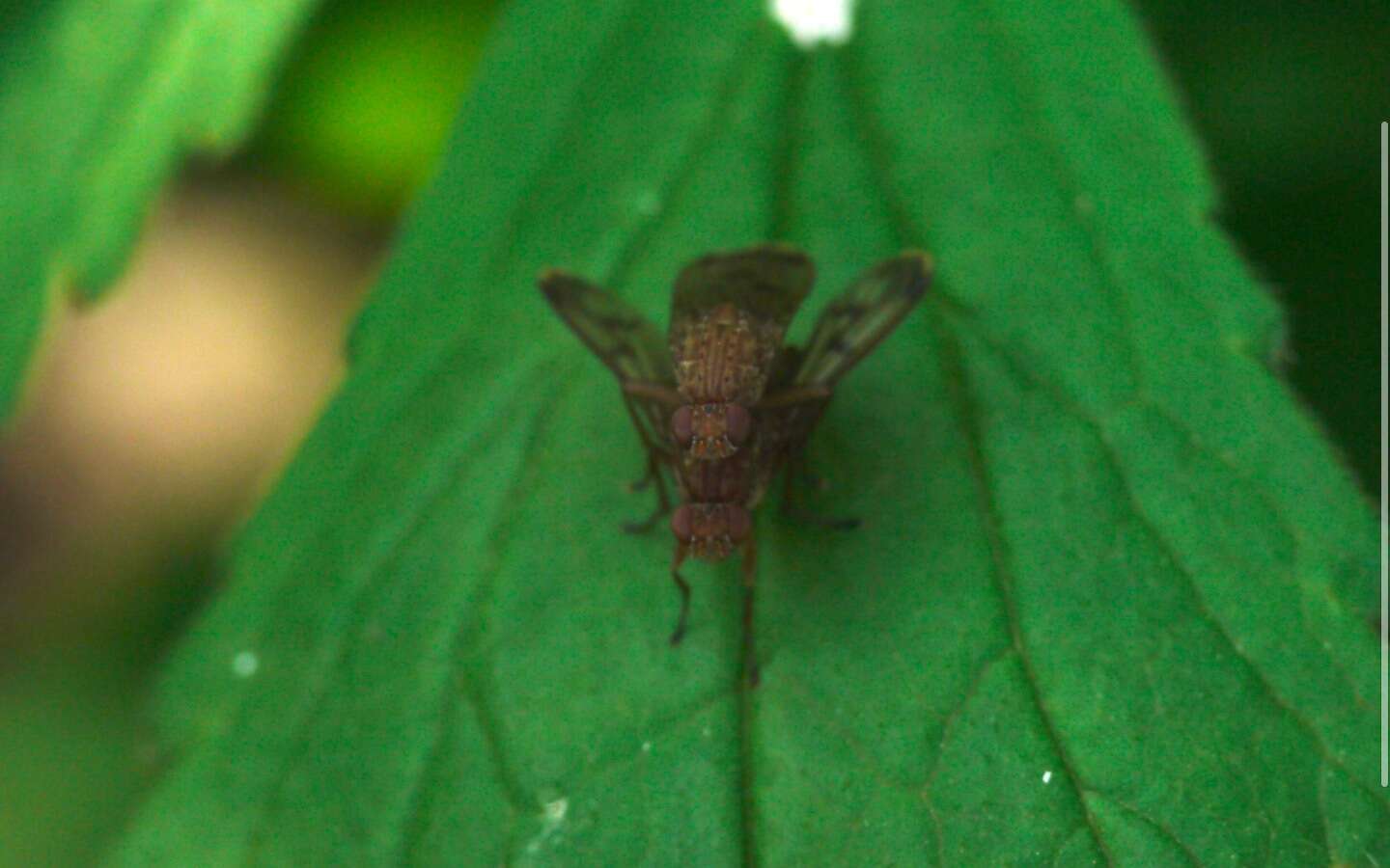 Image of Suillia variegata (Loew 1862)