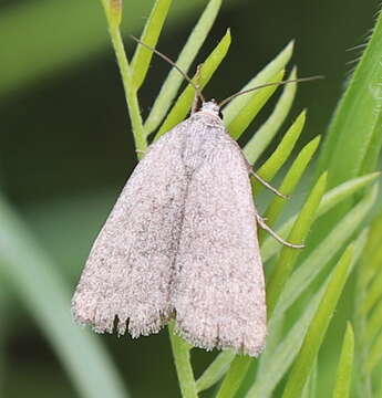 Image of Reddish buff moth