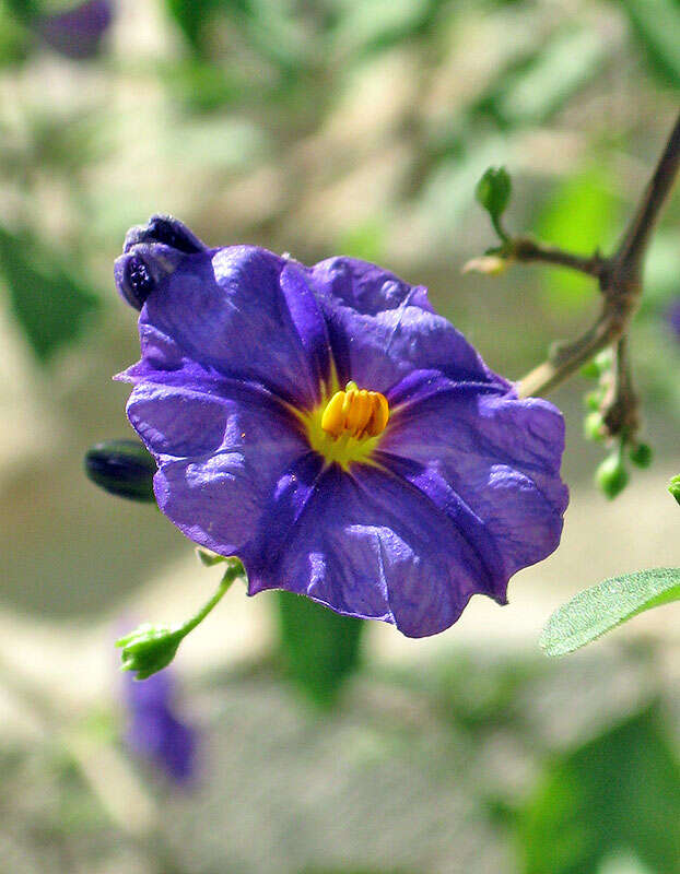 Solanum xanti A. Gray的圖片