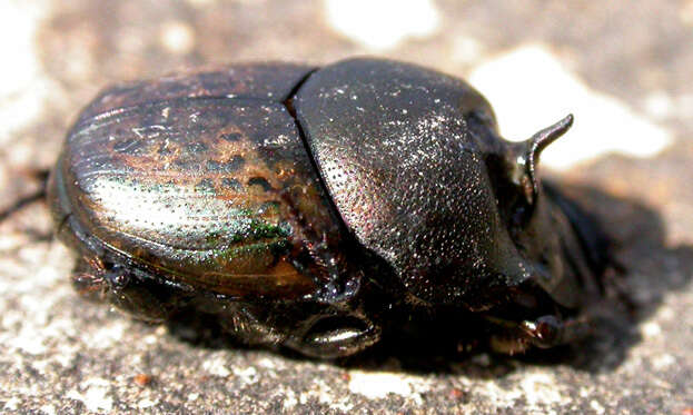 Image of Onthophagus (Palaeonthophagus) medius (Kugelann 1792)