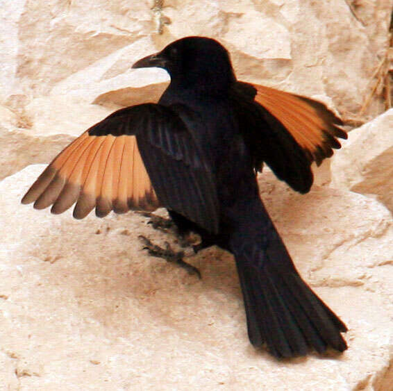 Image of Arabian Chestnut-winged Starling