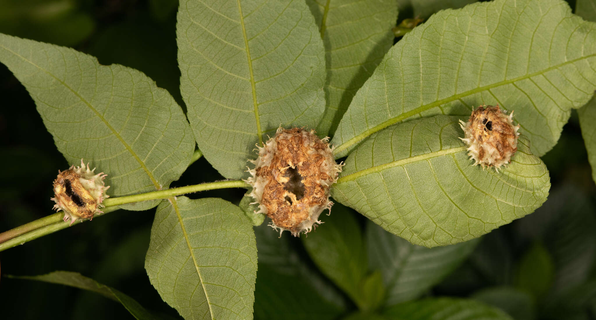 Phylloxera spinosa (Shimer 1869)的圖片