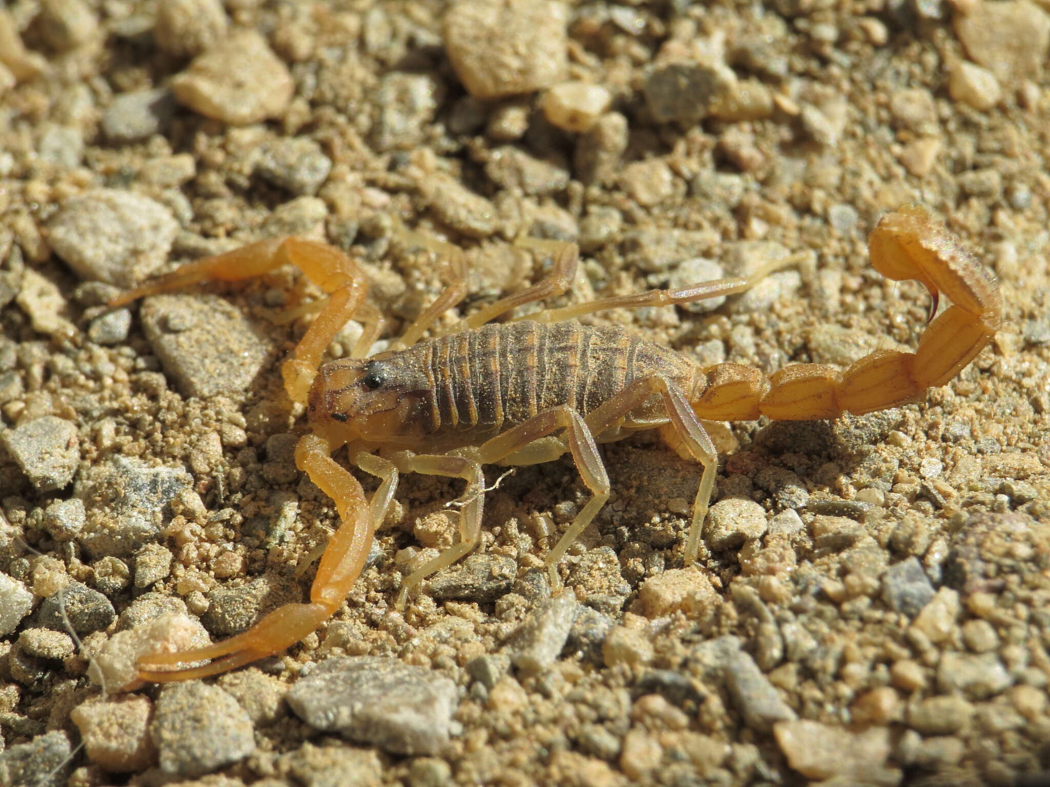 Image of Buthus montanus Lourenço & Vachon 2004