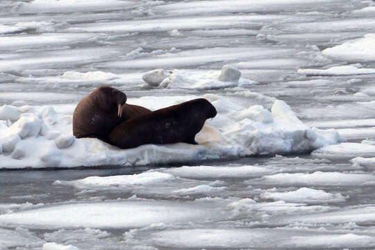 Image of walrus