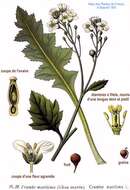 Image of sea kale