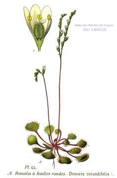 Image of Common Sundew