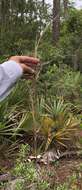 Image de Andropogon floridanus Scribn.