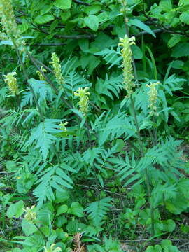 Imagem de Pedicularis bracteosa var. siifolia (Rydb.) Cronq.