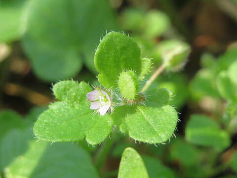 Image of ivy-leaved speedwell