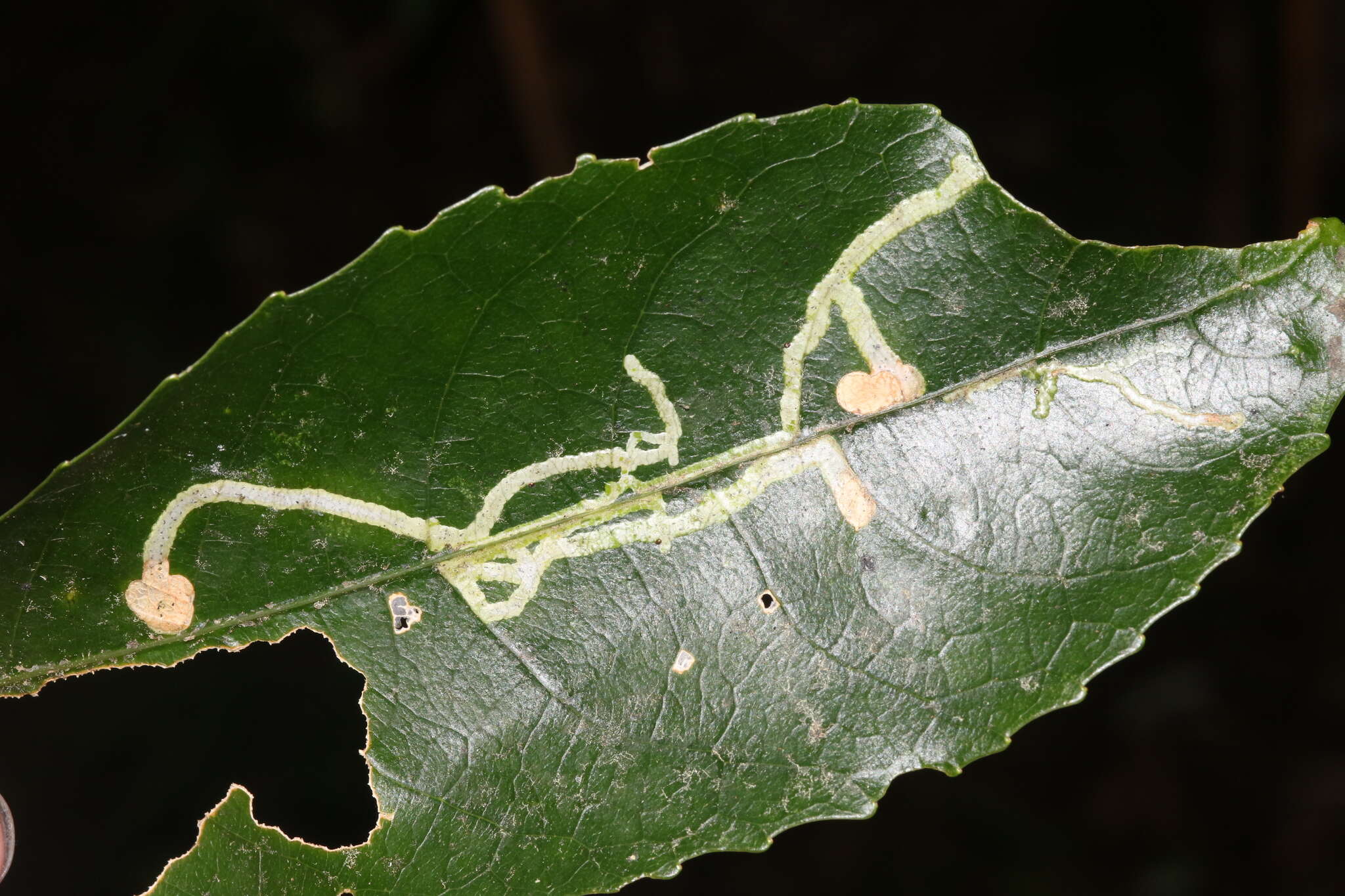 Image of Liriomyza flavolateralis (Watt 1923)