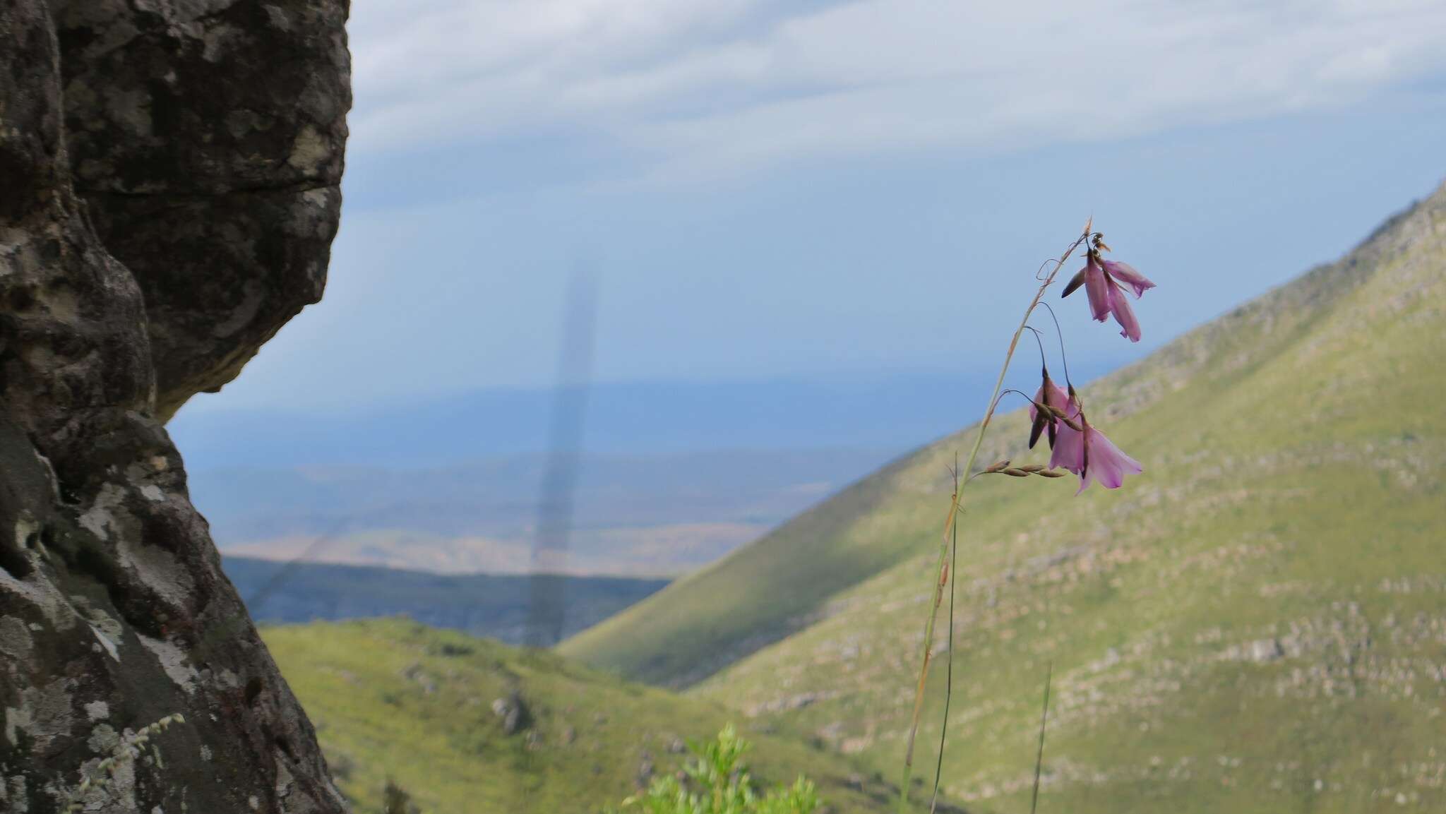 Plancia ëd Dierama pendulum (L. fil.) Baker