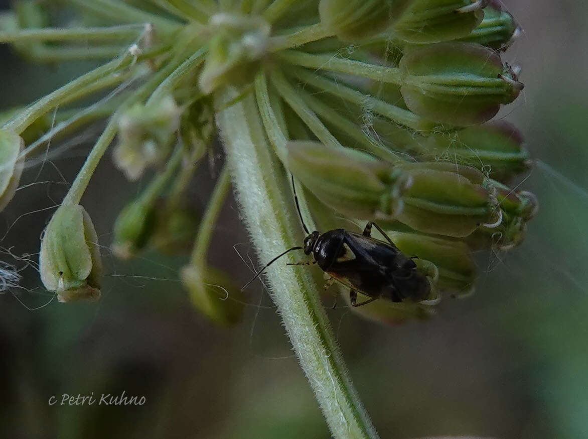 Image de Orthops basalis (A. Costa 1853)