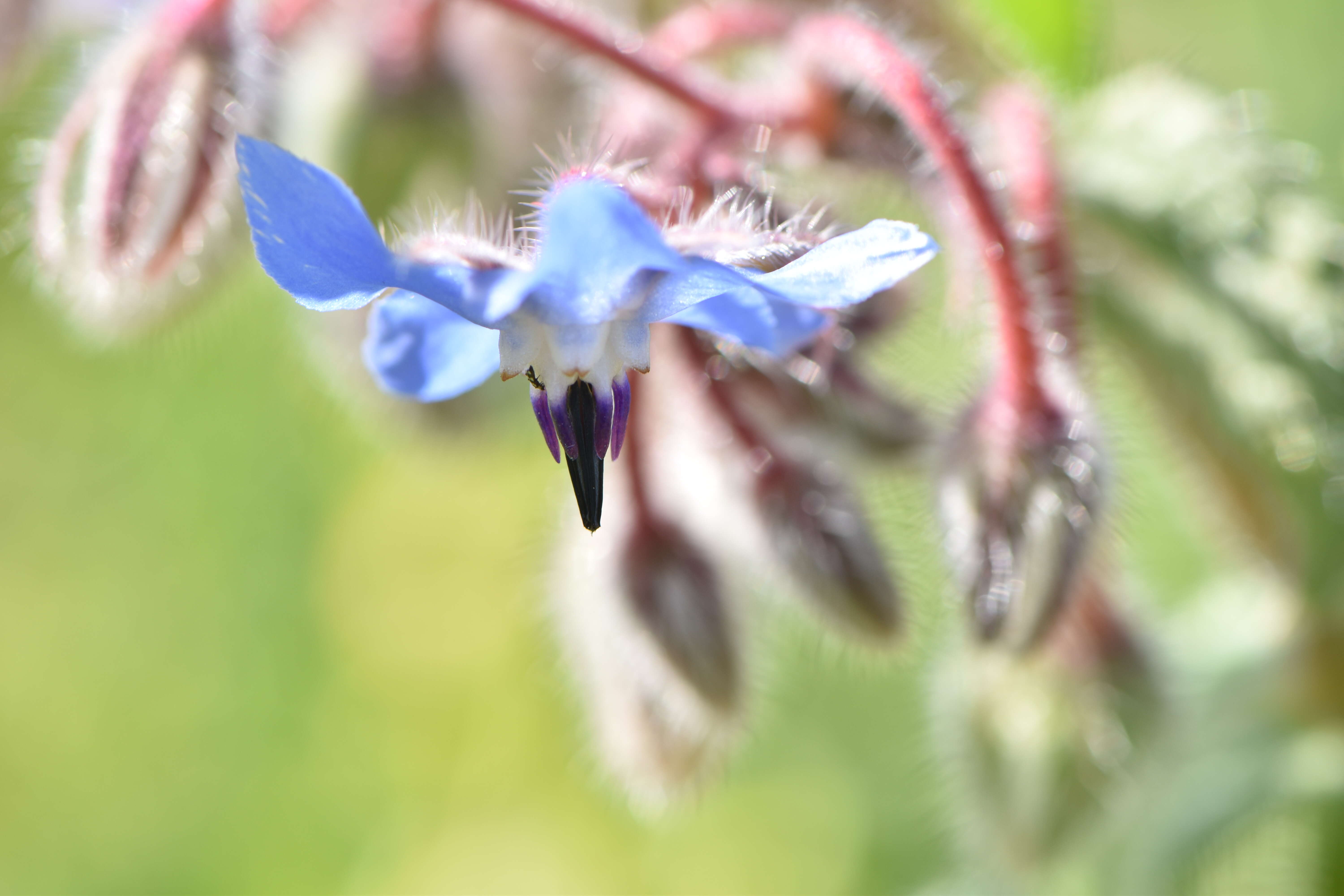 Image of borage