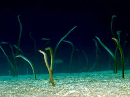 Image of Barnes' garden eel