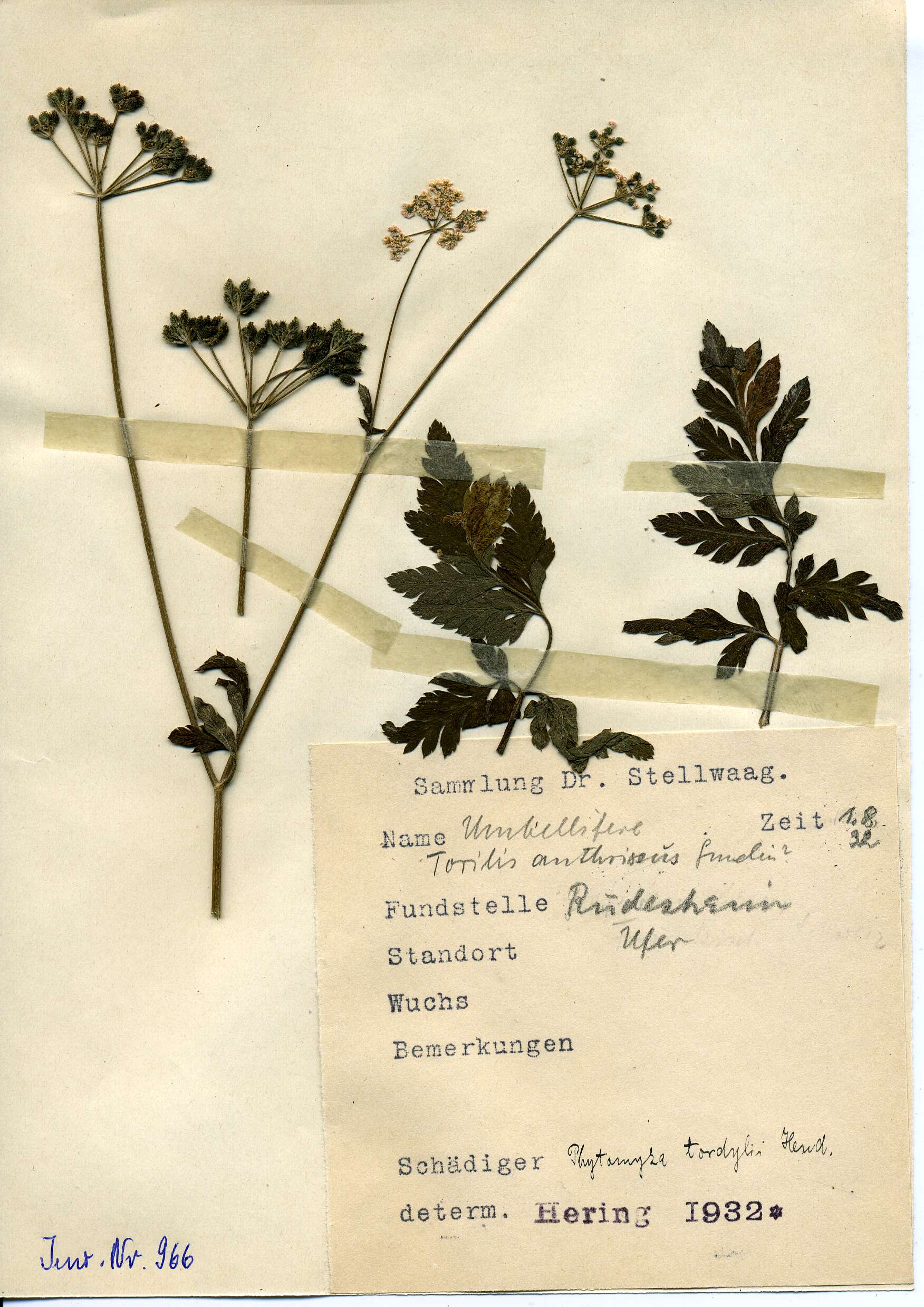 Image of Phytomyza chaerophylli Kaltenbach 1856