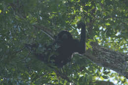 Image of siamang