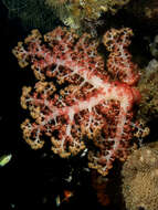 Image of Twotone soft coral