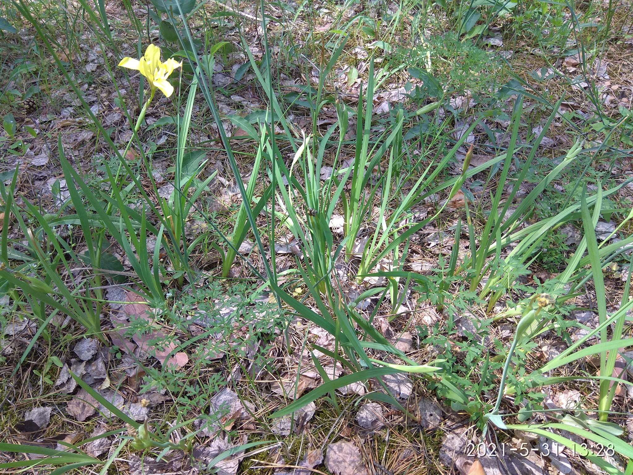 Plancia ëd Iris arenaria Waldst. & Kit.