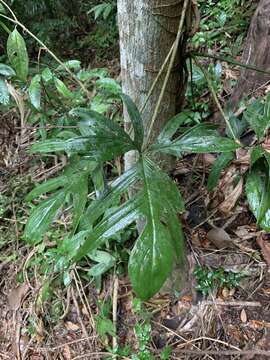 Image of Philodendron pedatum (Hook.) Kunth