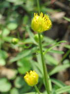 Image of Goldilocks Buttercup