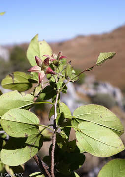 Image of Humbertiella foliosa (Hochr. & Humbert) L. J. Dorr