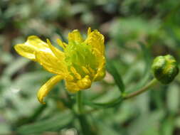 Image of Goldilocks Buttercup