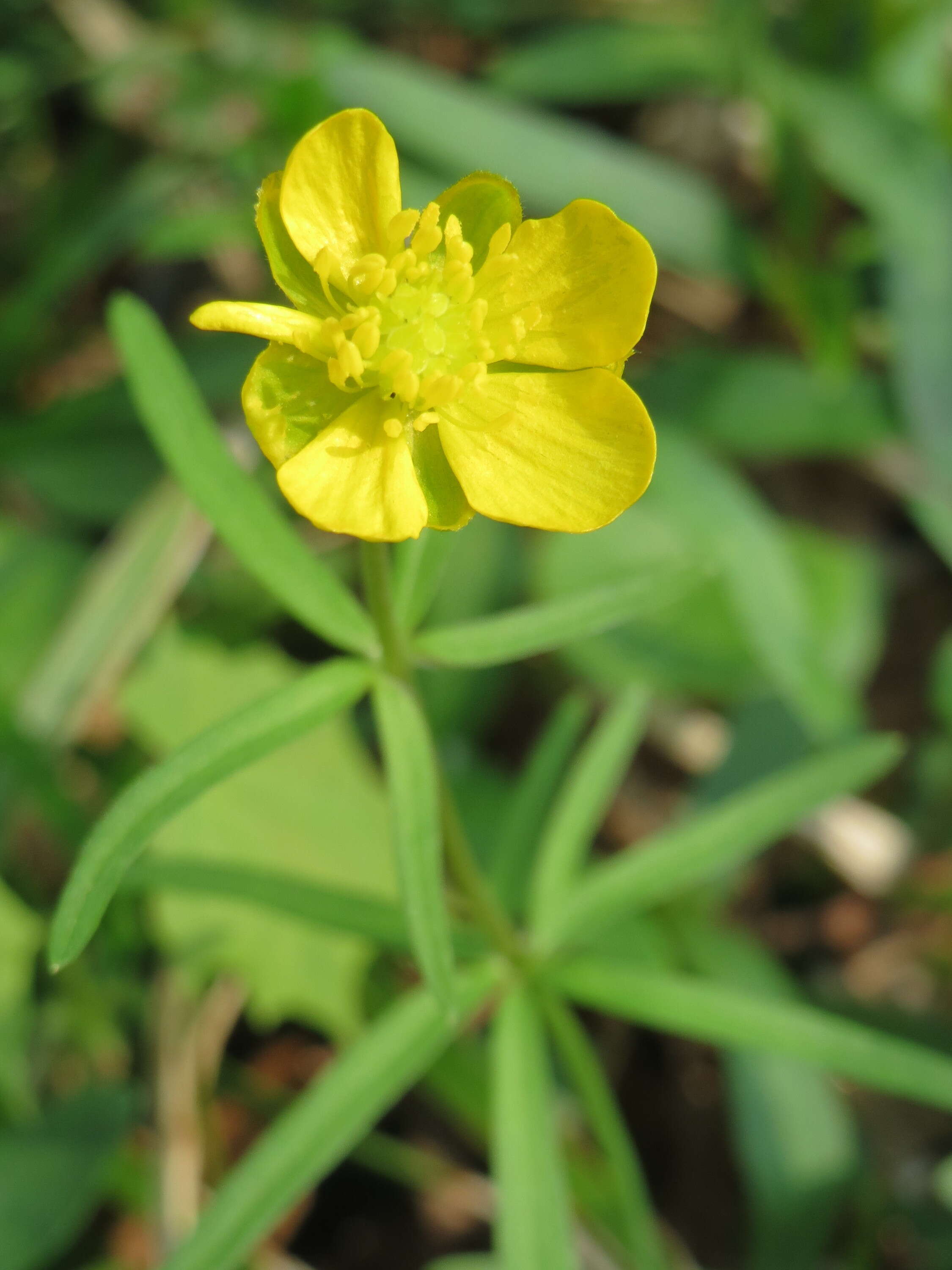 Image de Renoncule tete d'or