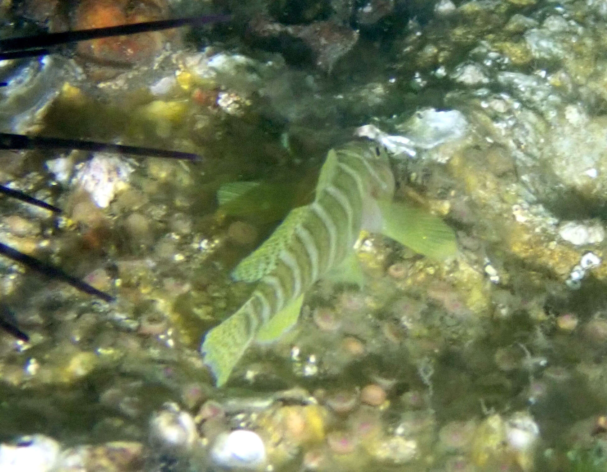 Image of Convict goby